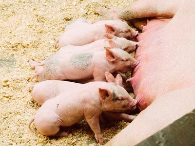 Bolsas especiales para veterinarias 